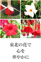 花の館 花の館